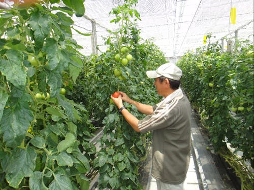 水耕栽培のハウス内はとても清潔に保たれています