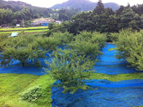 収穫用のネットを張った梅園