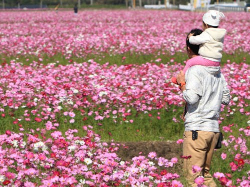 秋のコスモス祭り。季節の移り変りを楽しめるようになりました