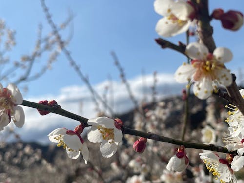 隣町越生町の梅林。