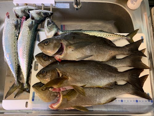 島の陸から釣れる魚