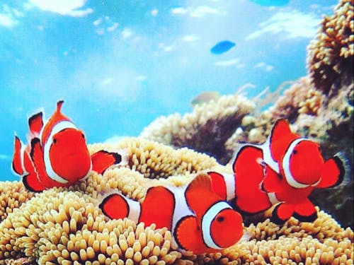 あなたのお遊び場は海に変わります