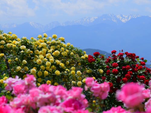 バラと残雪の山のコラボレーション