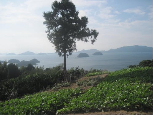 美しい自然の中、農業等で地域の活性化に取り組みます。