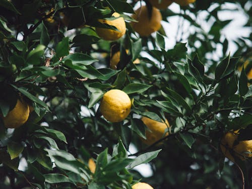 柚子ごしょうも自家製