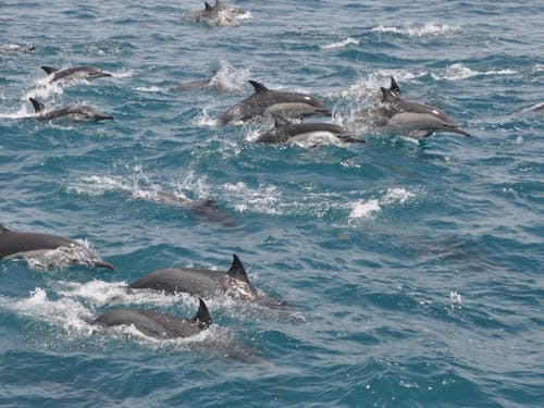 イルカもたくさん暮らしているよ!