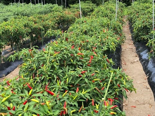 特産品の熊野唐辛子