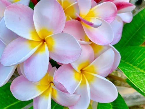 道端には南国特有の花が咲き彩る