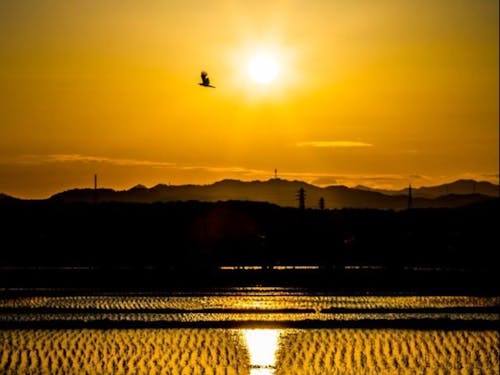 田園風景と夕日