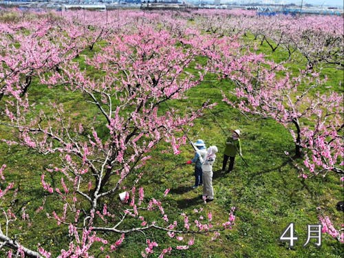 桃畑からこんにちは