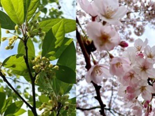 クロモジ・サクラ