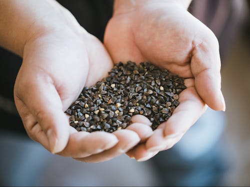 そばのタネ=そばの実=玄そば