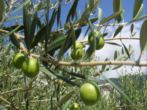 オリーブ園もすぐ近くに♬ ©(一社)小豆島観光協会