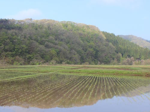 保全されている里山風景