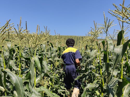 岩手町のとうもろこし畑の様子