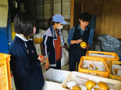 新潟の名産「ル・レクチェ」の出荷作業