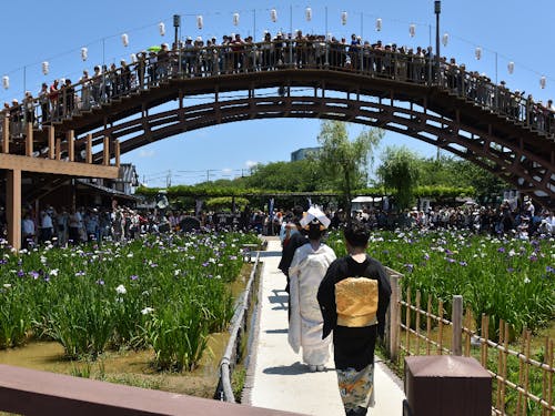 期間中約800,000人が訪れるあやめ祭り、潮来市で一番大きなお祭りです