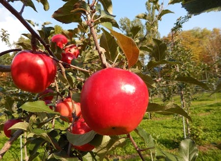 りんごやさくらんぼの果樹の産地で果物狩りが楽しめます