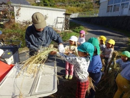 地域の方に教えてもらいながら稲の収穫体験
