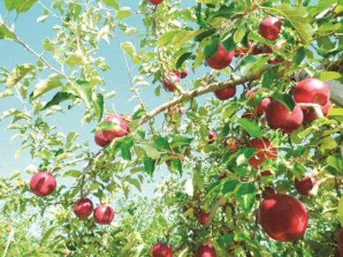 西日本最大級のりんごの観光農園もあります