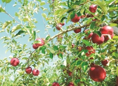 西日本最大級のりんごの観光農園もあります