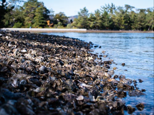 天橋立に集積する牡蠣殻