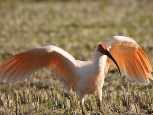 野生復帰した国際保護鳥「トキ」