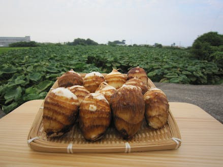 さといもの生産(四国中央市)
