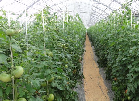 トマトの生産