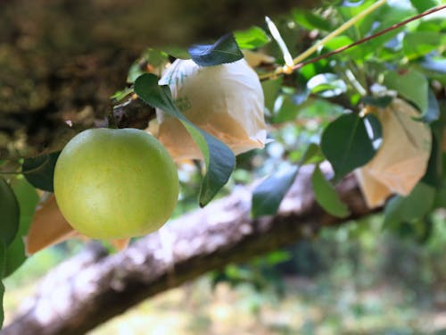 収穫間近の秋芳梨