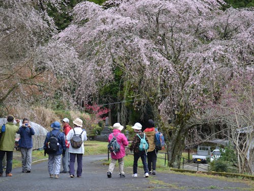 しだれ桜が満開の五ヶ瀬町でフットパス