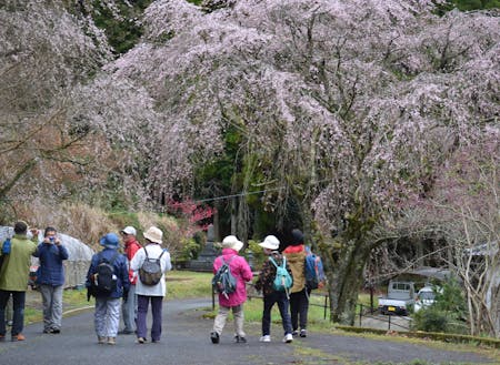 しだれ桜が満開の五ヶ瀬町でフットパス