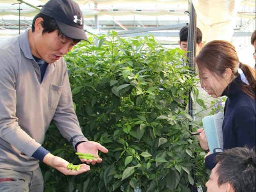 施設園芸農業の凄さ、ぜひ体験してほしい!