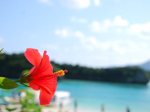 島での暮らしは人生を大きく変えます
