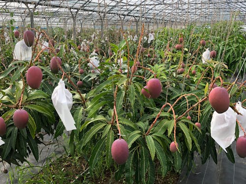 梅雨時期が最盛期です。