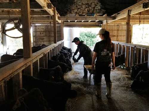 畜産農家体験の様子