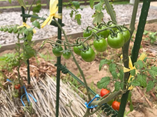 お部屋の前にある家庭菜園でプチトマトやオクラもお待ちしています