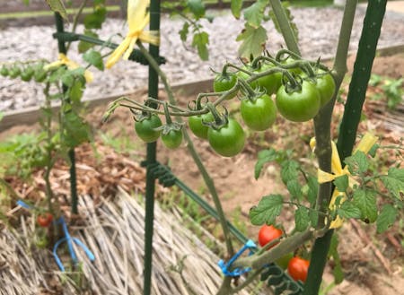 お部屋の前にある家庭菜園でプチトマトやオクラもお待ちしています