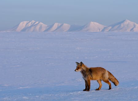 雪原では野生動物を見つけやすくなります！