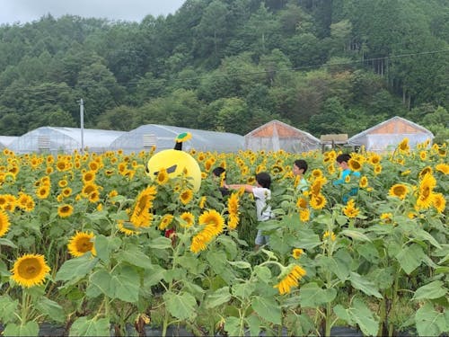 夏には満開のひまわり畑を見ることが出来ます