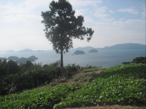 美しい自然の中、農業等で地域の活性化に取り組みます。