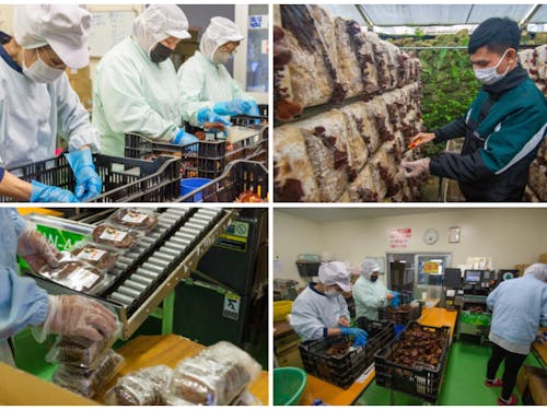 食料品製造業(栽培管理・収穫・パック詰め・出荷)