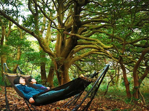 巨木の森でハンモック
