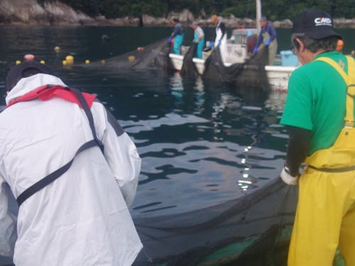 漁業体験教室の様子