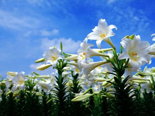 地上には花々が咲き誇る(提供:和泊町)