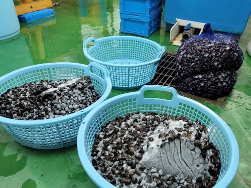 地域の特産品であるしじみ