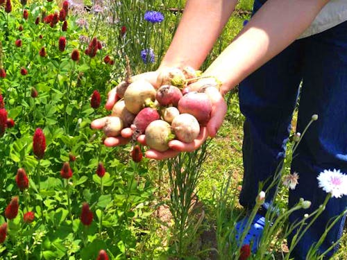 自分で収穫した野菜を食べるのもまた、格別です!