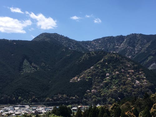 植林と自然林の混在する三木里町