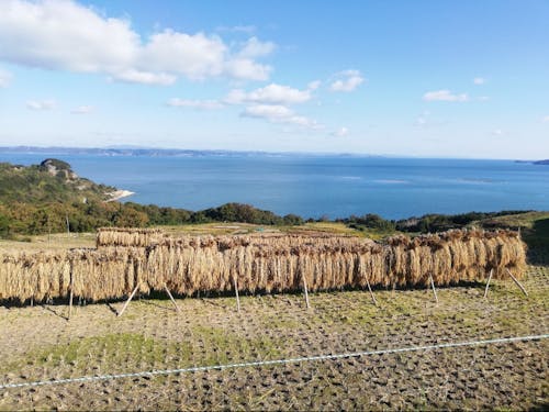 収穫後の棚田からの風景