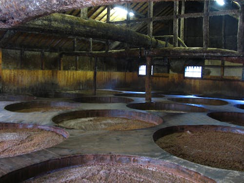 100年以上現役の木桶醤油が並ぶ醤油蔵